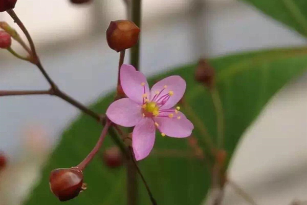 桃花花藥顏色